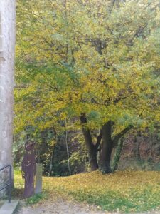L'auró de la Capella de les Fonts